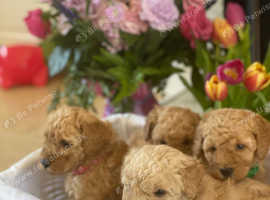 Toy poodles for sale (3 left)