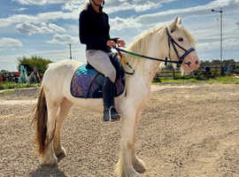 Cob mare to make 13.1/2
