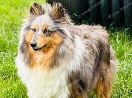 Beautiful blue Merle sheltie girl