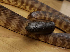 CB18 Male Black Headed Python
