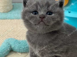British shorthair kittens