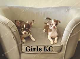 Tiny chihuahua puppies KC- very tiny