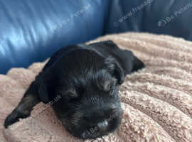 Beautiful black and silver boy available