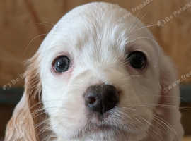 English setter puppies