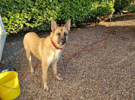 Belgium malinois