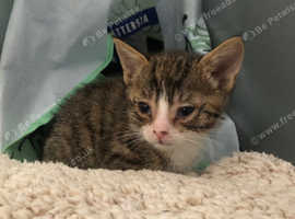 Kitten for sale