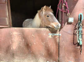 Dartmoor Hill pony filly 2yrs