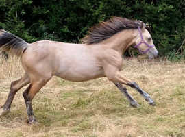 Stunning buckskin filly for sale
