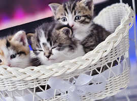 Beautiful kittens!