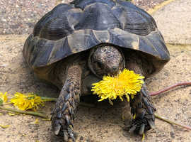 male Spur thighed tortoise