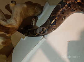 10 ft+ Female BCI Boa Constrictor