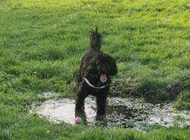 Rehome
