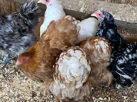 Pekin bantam pullets (females)