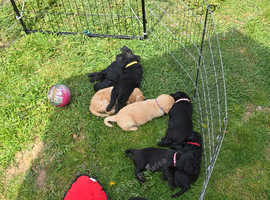 Beautiful Flb labradoodle puppies