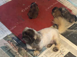Pekingese puppies for sale (Male)