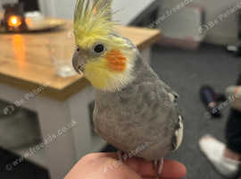 Polly