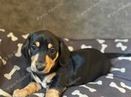 Beautiful Dachshund Puppies