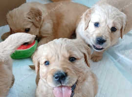 Golden retriever puppies
