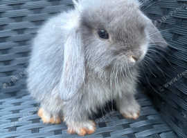Mini lop baby rabbits