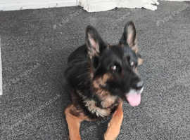German shepard