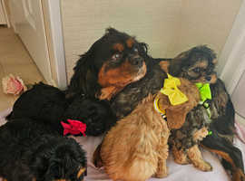 Cavapoo puppies for sale DNA health tested parents