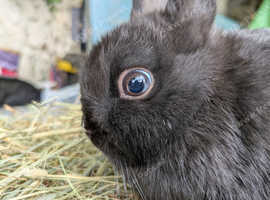 Purebred Netherland dwarfs baby and young rabbits friendly small