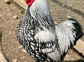 FREE Silver Laced Wyandotte Bantam Cockerel 2 year old
