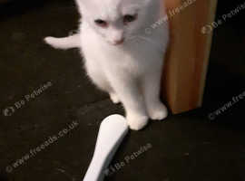 Male ragdoll Cross