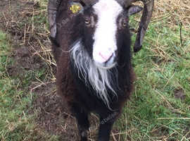 Soay sheep for sale