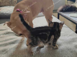 Savannah x Maine Coon kittens
