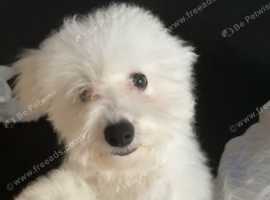 maltese