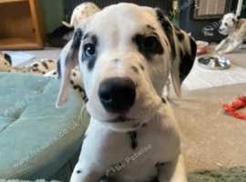 Lovely  Dalmatian Puppy for Sale - LAST OF LITTER