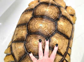 Huge Sulcata Tortoise