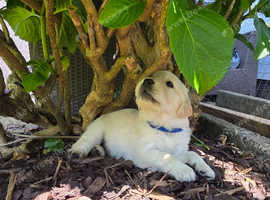 Kc registered Golden Retriever  puppies cornwall