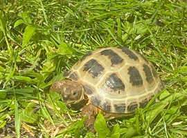 Female Russian Tortoise For Sale With Massive Full Set Up in Houghton ...