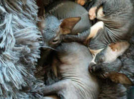 Baby sphinx
