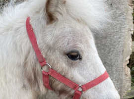 MINIATURE FEW SPOT YEARLING COLT