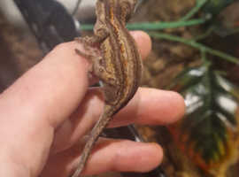 cb23 Gargoyle Geckos for sale