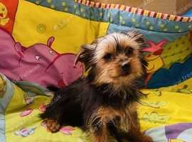 Yorkshire terrier pups