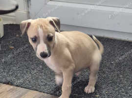 Kc registered whippet puppies