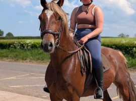 Gorgeous registered Welsh mare