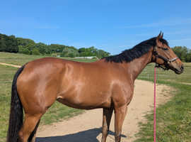 Beautiful Thoroughbred mare