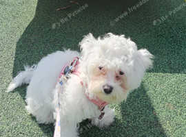 Maltese Bichon frise puppy