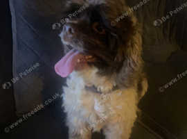 Male silver chocolate and white American cocker spaniel