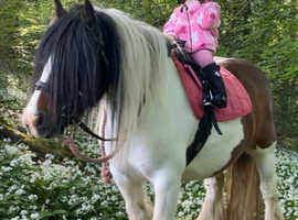 ** Fantastic coloured gelding**