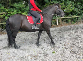 Rider/sharer for 14.1 Dartmoor hill pony