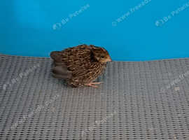 Chinese painted (Button) quail chick