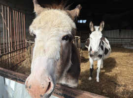 Year old Jack donkey