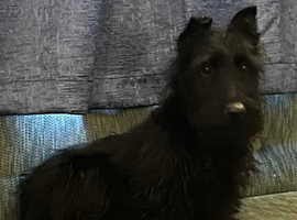 Black Scottish Terrier Boy