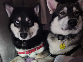 8 out of 10 Pomsky Puppies looking for their forever homes. Some have blue eyes